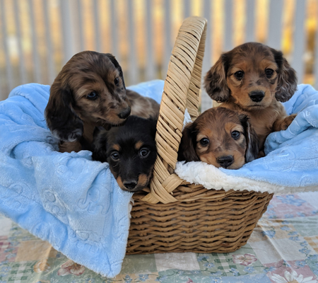 vom treuen wachter mini dachshunds